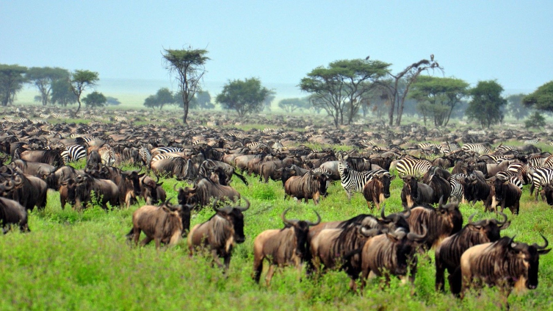 Great Migration herds on the Serengeti